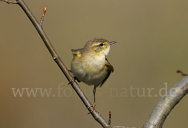 Fitislaubsänger (Phylloscopus trochilus)