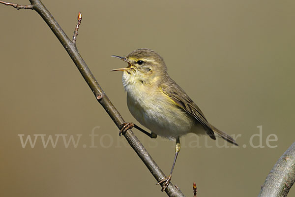 Fitislaubsänger (Phylloscopus trochilus)