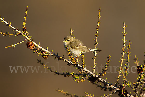 Fitislaubsänger (Phylloscopus trochilus)