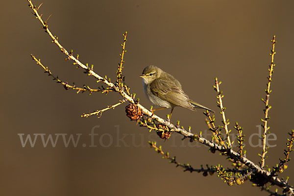 Fitislaubsänger (Phylloscopus trochilus)