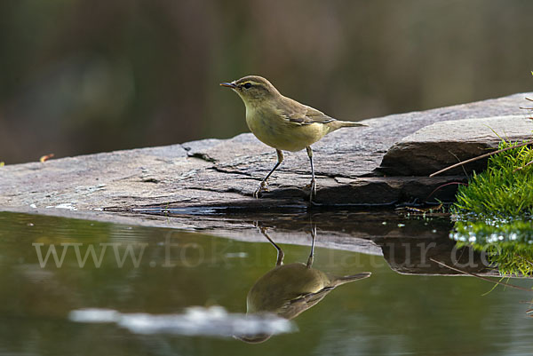 Fitislaubsänger (Phylloscopus trochilus)