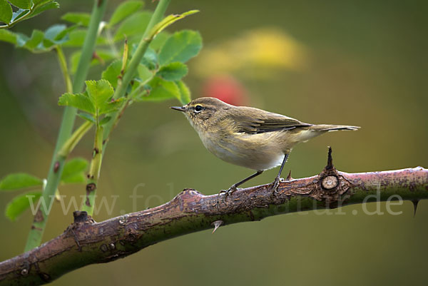 Fitislaubsänger (Phylloscopus trochilus)