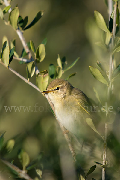 Fitislaubsänger (Phylloscopus trochilus)