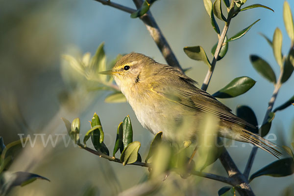 Fitislaubsänger (Phylloscopus trochilus)