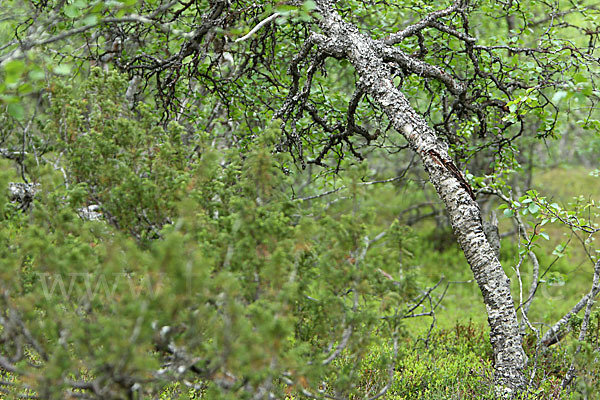 Fjellbirke (Betula pubescens ssp. Tortuosa)