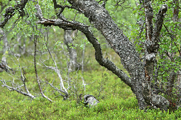 Fjellbirke (Betula pubescens ssp. Tortuosa)