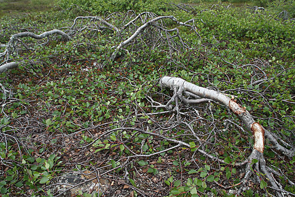 Fjellbirke (Betula pubescens ssp. Tortuosa)