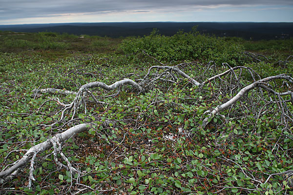 Fjellbirke (Betula pubescens ssp. Tortuosa)