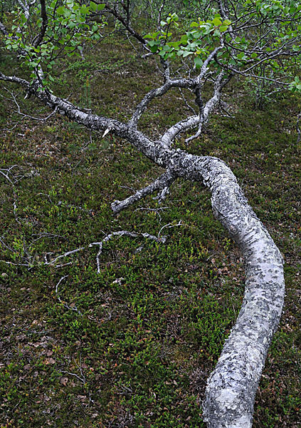 Fjellbirke (Betula pubescens ssp. Tortuosa)