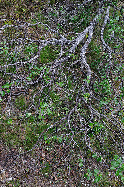 Fjellbirke (Betula pubescens ssp. Tortuosa)