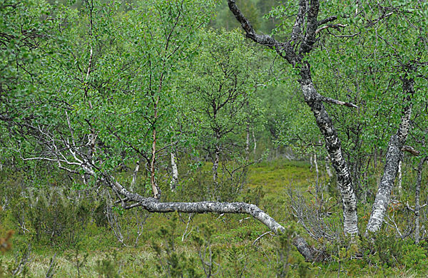 Fjellbirke (Betula pubescens ssp. Tortuosa)