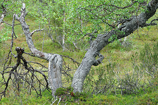 Fjellbirke (Betula pubescens ssp. Tortuosa)