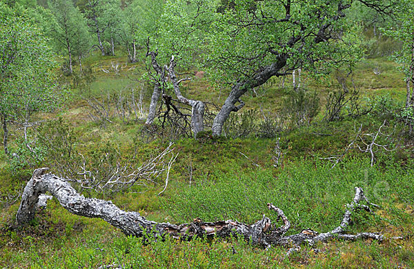 Fjellbirke (Betula pubescens ssp. Tortuosa)