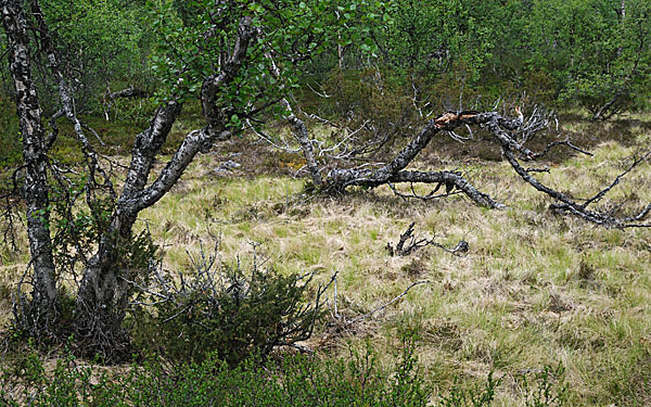 Fjellbirke (Betula pubescens ssp. Tortuosa)