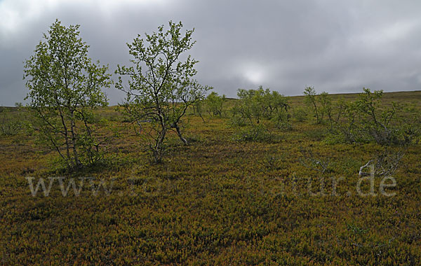 Fjellbirke (Betula pubescens ssp. Tortuosa)