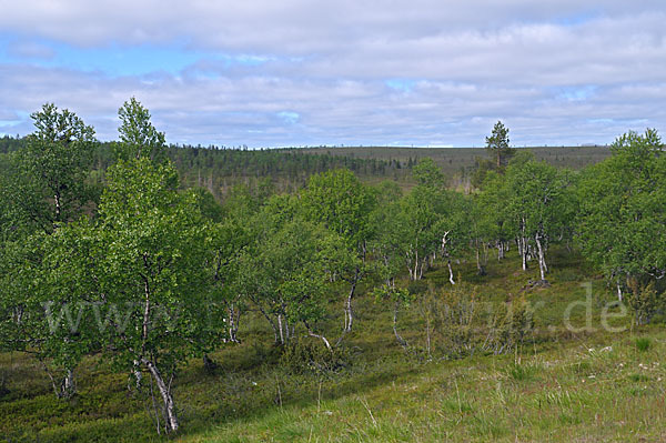 Fjellbirke (Betula pubescens ssp. Tortuosa)