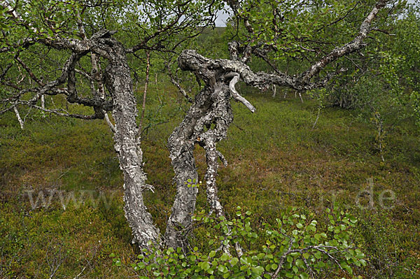 Fjellbirke (Betula pubescens ssp. Tortuosa)