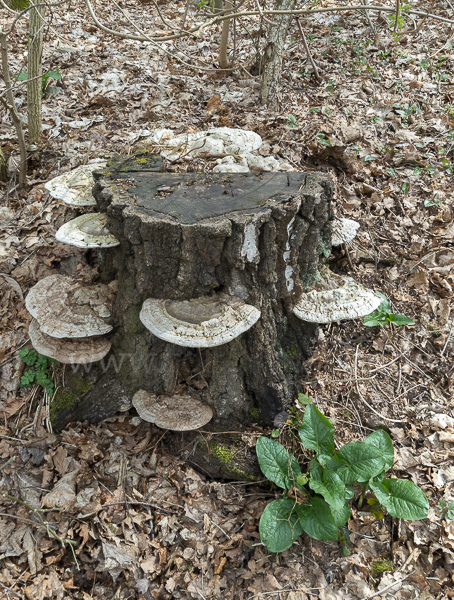 Flacher Lackporling (Ganoderma applanatum)