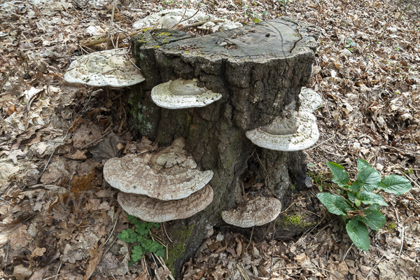 Flacher Lackporling (Ganoderma applanatum)