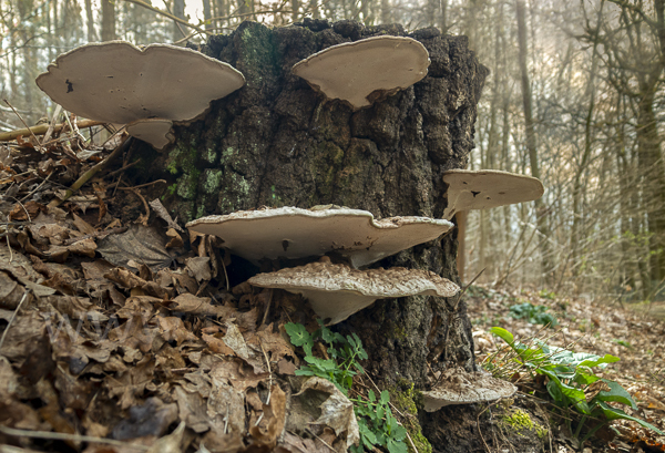 Flacher Lackporling (Ganoderma applanatum)