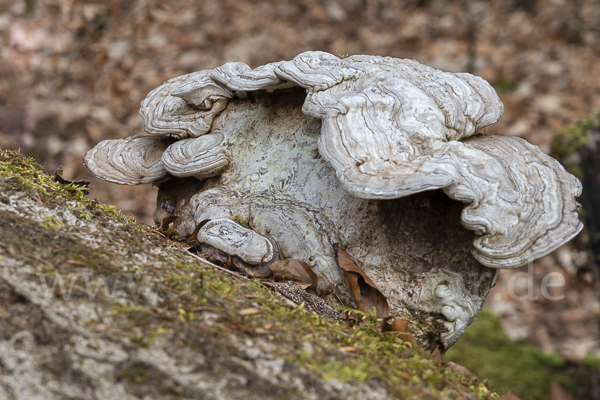 Flacher Lackporling (Ganoderma applanatum)