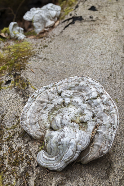 Flacher Lackporling (Ganoderma applanatum)