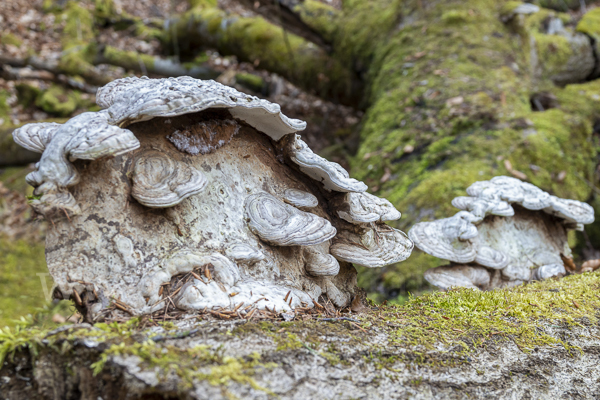 Flacher Lackporling (Ganoderma applanatum)