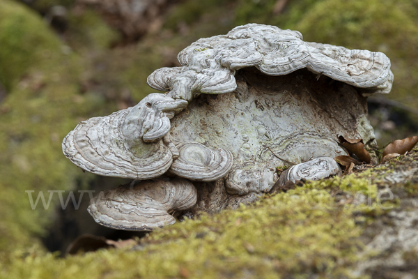 Flacher Lackporling (Ganoderma applanatum)