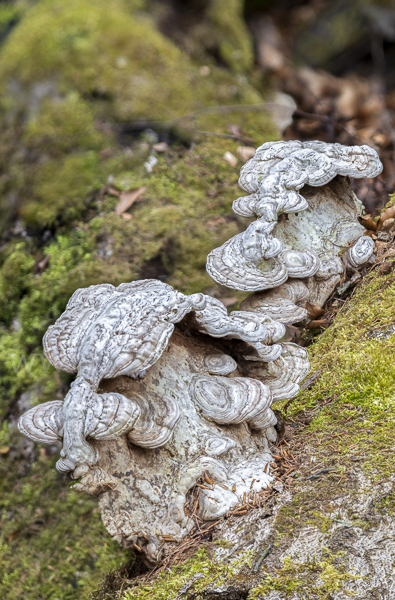 Flacher Lackporling (Ganoderma applanatum)