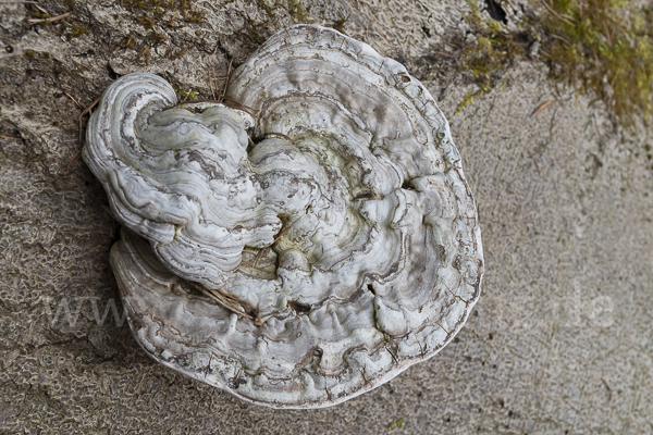 Flacher Lackporling (Ganoderma applanatum)