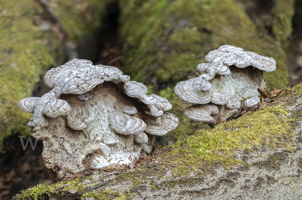 Flacher Lackporling (Ganoderma applanatum)