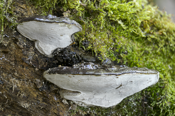 Flacher Lackporling (Ganoderma applanatum)