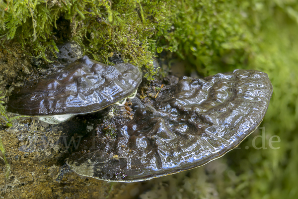 Flacher Lackporling (Ganoderma applanatum)