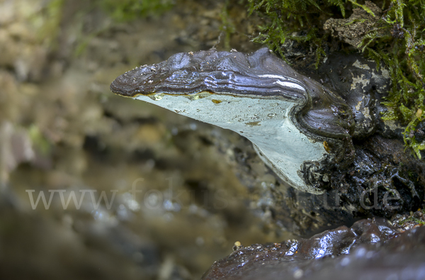 Flacher Lackporling (Ganoderma applanatum)