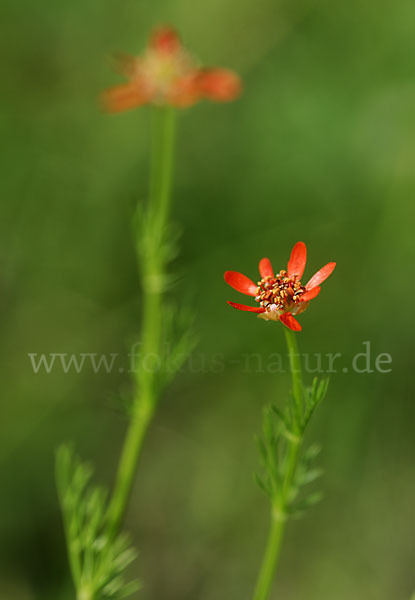 Flammen-Adonisröschen (Adonis flammea)