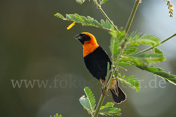 Flammenweber (Euplectes hordeaceus)