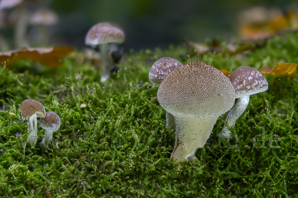 Flaschenstäubling (Lycoperdon perlatum)