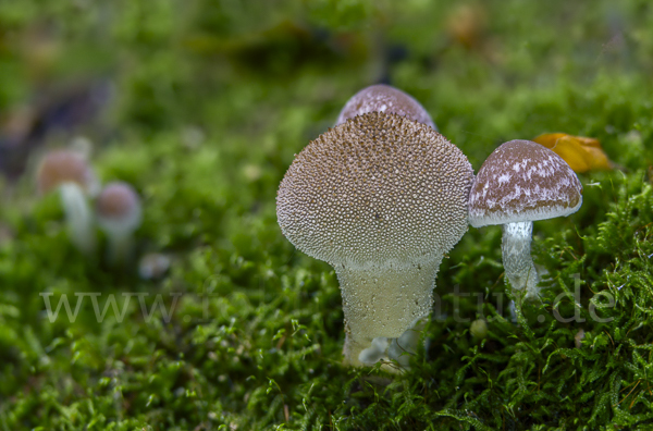 Flaschenstäubling (Lycoperdon perlatum)