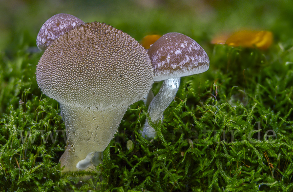 Flaschenstäubling (Lycoperdon perlatum)