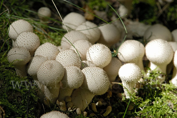 Flaschenstäubling (Lycoperdon perlatum)