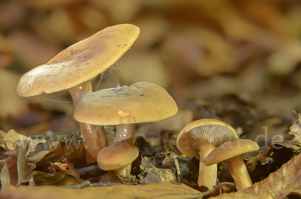 Flatter-Milchling (Lactarius theiogalus)