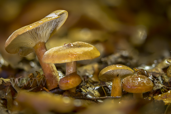 Flatter-Milchling (Lactarius theiogalus)