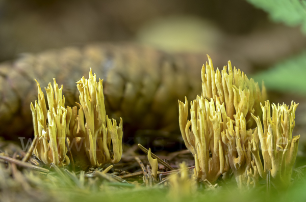 Flattrige Koralle (Ramaria flaccida)