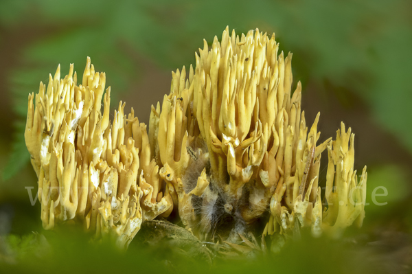 Flattrige Koralle (Ramaria flaccida)