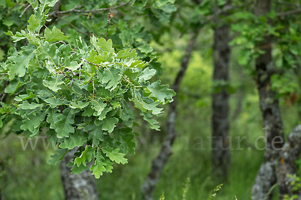 Flaumeiche (Quercus pubescens)