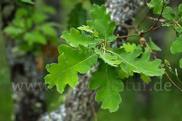 Flaumeiche (Quercus pubescens)