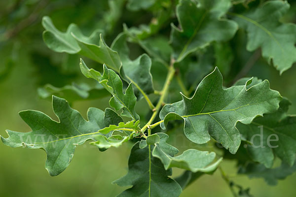 Flaumeiche (Quercus pubescens)