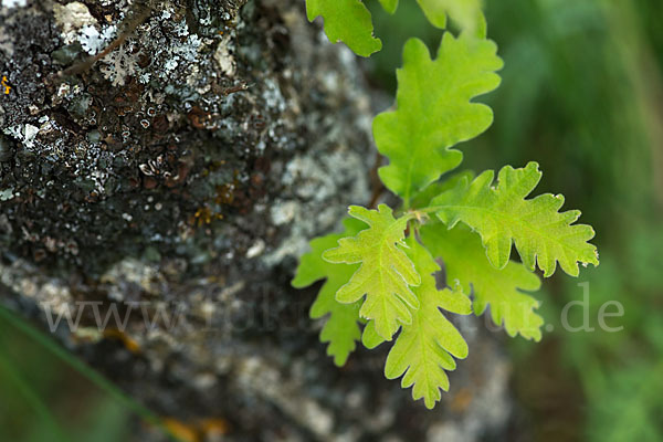 Flaumeiche (Quercus pubescens)