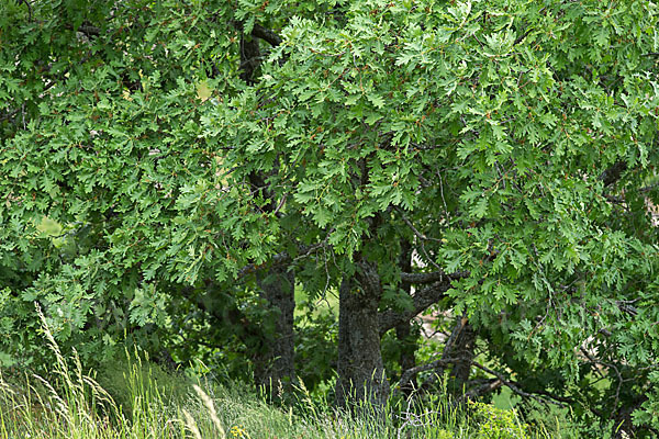 Flaumeiche (Quercus pubescens)