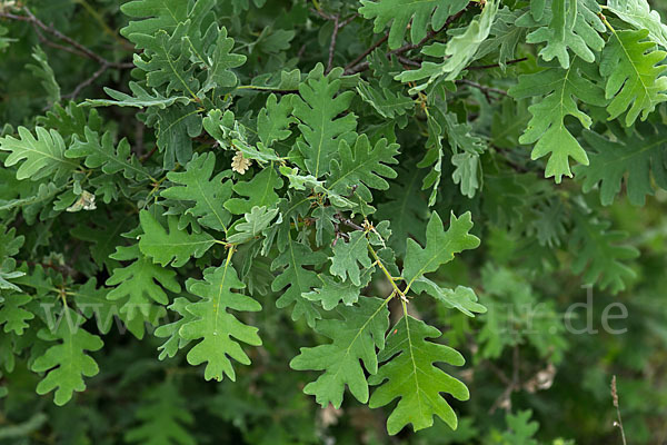 Flaumeiche (Quercus pubescens)